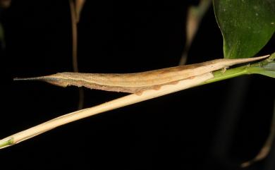 Penthema formosanum (Rothschild, 1898) 臺灣斑眼蝶