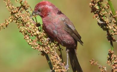 Carpodacus formosanus Ogilvie-Grant, 1911 臺灣朱雀