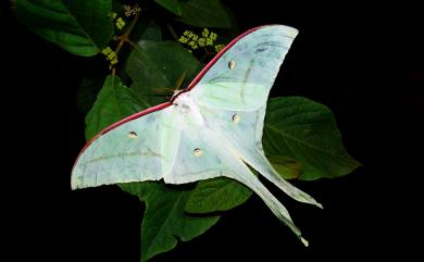 Actias ningpoana ningtaiwana Brechlin, 2012 長尾水青蛾