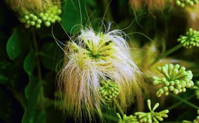 Albizia lebbeck (L.) Benth. 大葉合歡