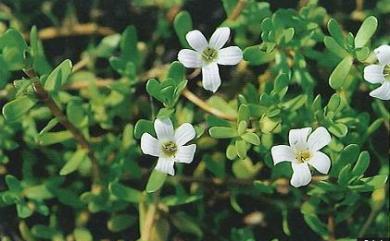 Bacopa monnieri (L.) Wettst. 過長沙