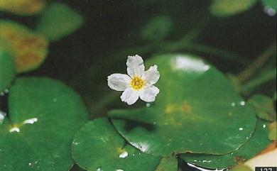 Nymphoides hydrophylla 龍骨瓣莕菜