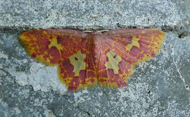 Chrysocraspeda faganaria (Guenée, 1858) 黃邊赤姬尺蛾