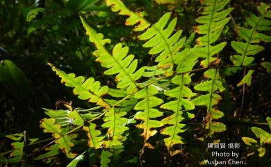 Histiopteris incisa (Thunb.) J.Sm. 栗蕨