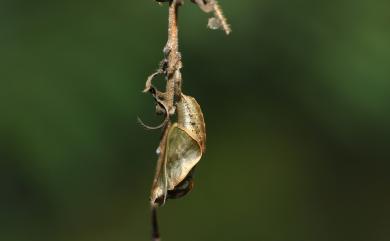 Pantoporia hordonia rihodona (Moore, 1878) 金環蛺蝶