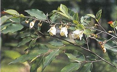 Camellia nokoensis Hayata 能高山茶