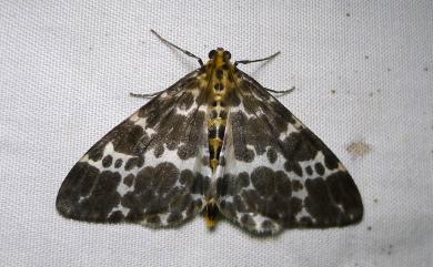 Dilophodes elegans khasiana Swinhoe, 1892 排尺蛾