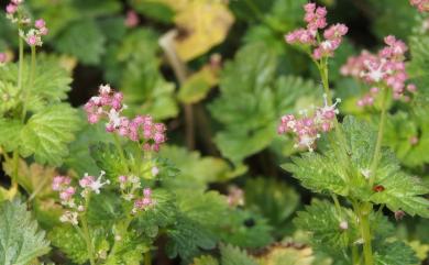 Nanocnide japonica 花點草