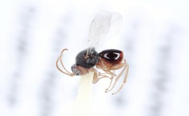 Synergus formosanus Schwéger & Melika, 2015