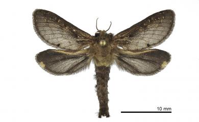 Palpifer hopponis Matsumura, 1931 北埔長鬚蝠蛾