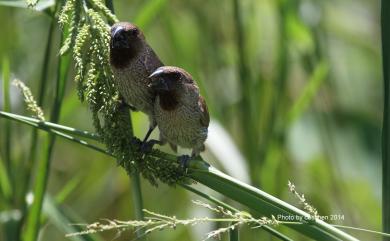 Lonchura punctulata topela (Swinhoe, 1863) 斑文鳥