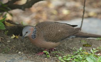 Spilopelia chinensis (Scopoli, 1786) 珠頸斑鳩