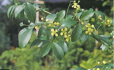 Euonymus carnosus 厚葉衛矛