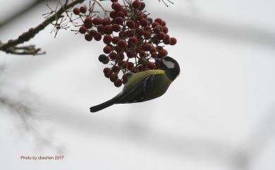 Parus monticolus insperatus 青背山雀