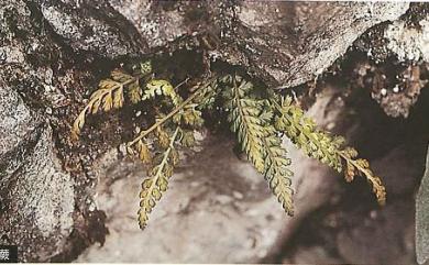 Asplenium exiguum 雲南鐵角蕨