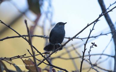 Phoenicurus fuliginosus affinis (Ogilvie-Grant, 1906) 鉛色水鶇