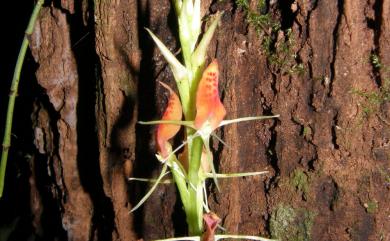 Cryptostylis arachnites 滿綠隱柱蘭