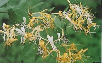 Lonicera japonica Thunb. 忍冬