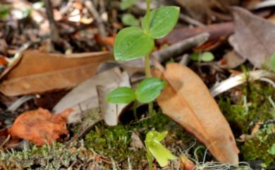 Neottia morrisonicola (Hayata) Szlach. 玉山雙葉蘭