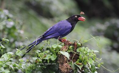 Urocissa caerulea Gould, 1863 臺灣藍鵲