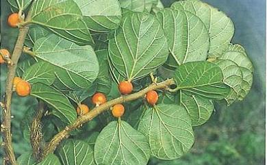 Ficus trichocarpa Blume 毛果榕