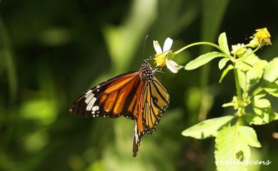 Danaus genutia (Cramer, [1779]) 虎斑蝶