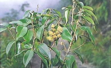 Castanopsis eyrei (Champ. ex Benth.) Hutch. 反刺苦櫧