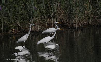 Ardea alba modesta Gray, 1831 大白鷺