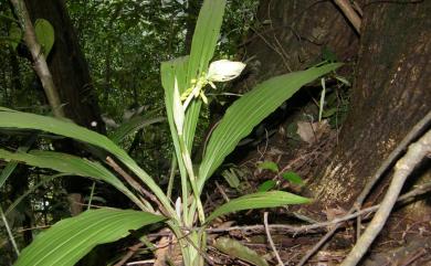 Calanthe lyroglossa Rchb.f. 連翹根節蘭