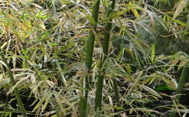 Dendrocalamus strictus (Roxb.) Nees 印度實竹