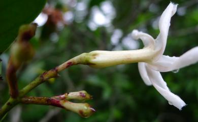 Anodendron benthamianum 大錦蘭