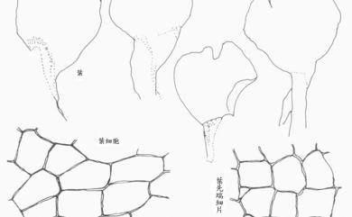 Haplomitrium mnioides (Lindb.) R.M.Schust. 燭臺蘚