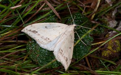 Loxaspilates imitata (Bastelberger, 1909)