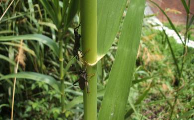 Notobitus meleagris (Fabricius, 1787) 黑竹緣蝽