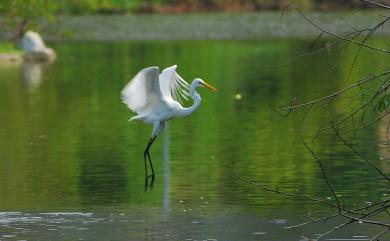 Ardea alba modesta J. E. Gray, 1831 大白鷺