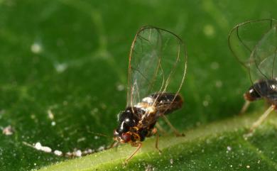 Pauropsylla triozoptera (Crawford, 1913) 澀葉榕木蝨