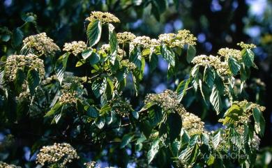 Viburnum luzonicum Rolfe 呂宋莢蒾