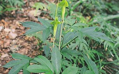 Arisaema heterophyllum Blume 羽葉天南星