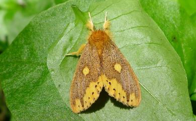 Nygmia marginata insulata (Wileman, 1910) 圓斑靚毒蛾
