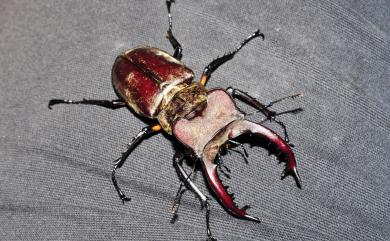 Lucanus maculifemoratus taiwanus Miwa, 1936 高砂深山鍬形蟲