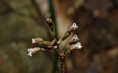 Cheirostylis clibborndyeri S.Y.Hu & Barretto 斑葉指柱蘭