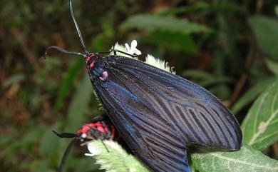 Gynautocera rubriscutellata Hering, 1922 紅腹長翅螢斑蛾