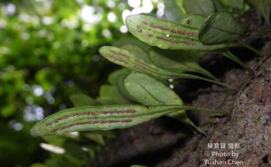 Lemmaphyllum microphyllum C.Presl 伏石蕨