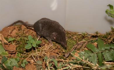 Crocidura rapax kurodai 臺灣長尾麝鼩