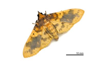 Pachynoa thoosalis Walker, 1859