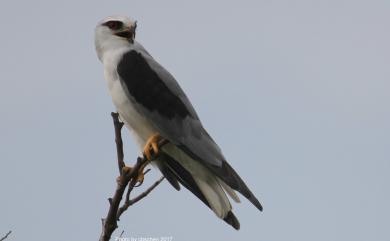 Elanus caeruleus vociferus 黑翅鳶