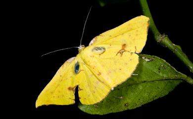 Corymica spatiosa Prout, 1925