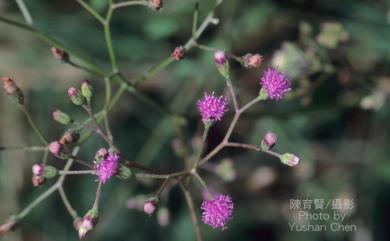 Vernonia cinerea var. cinerea 一枝香