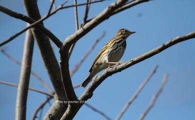 Anthus hodgsoni yunnanensis 樹鷚