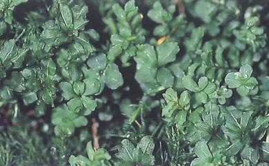 Plagiomnium succulentum (Mitt.) T.J. Kop., 1968  大葉走燈苔